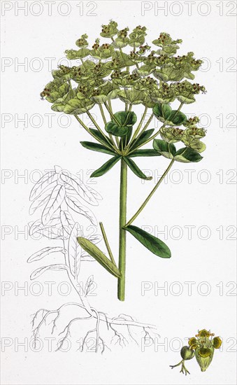 Euphorbia Esula; Leafy-branched Spurge