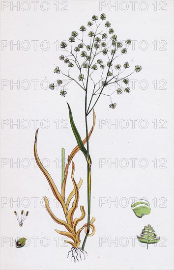 Briza minor; Small Quaking-grass