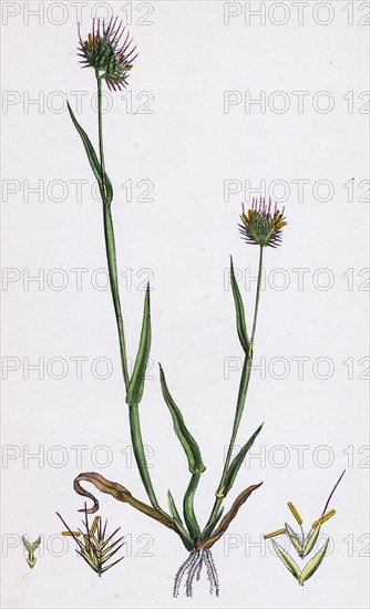 Cynosurus echinatus; Rough Dog's-tail-grass