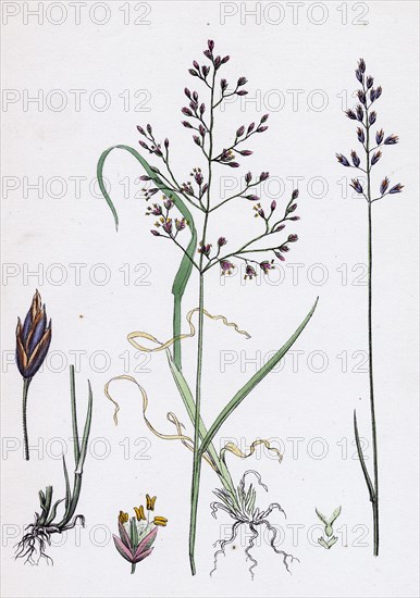 Poa dissitiflora; Glaucous Meadow-grass