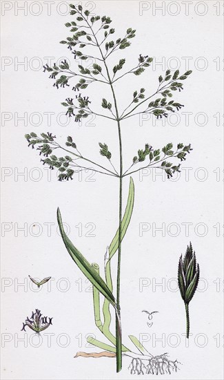 Poa trivialis; Rough Meadow-grass