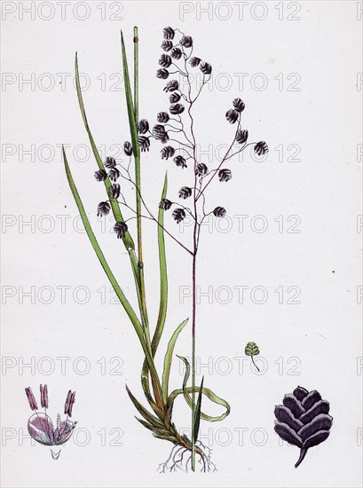 Briza media; Common Quaking-grass