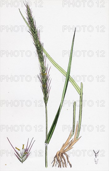 Triticum caninum; Wood Couch-grass