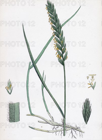 Triticum eu-repens; Common Couch-grass