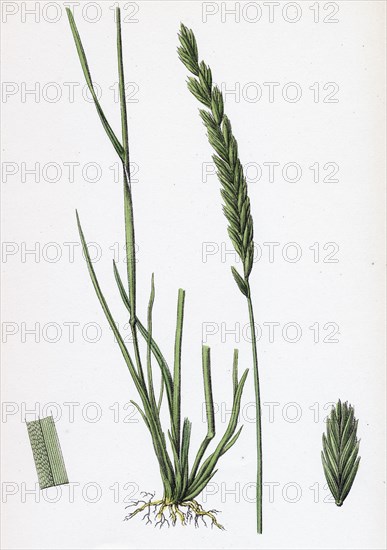 Triticum pungens; Erect Sea Couch-grass