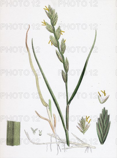 Triticum junceum; Sand Couch-grass