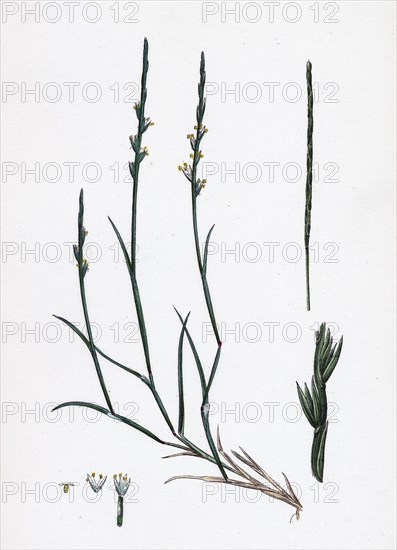 Lepturus filiformis; Sea Hard-grass