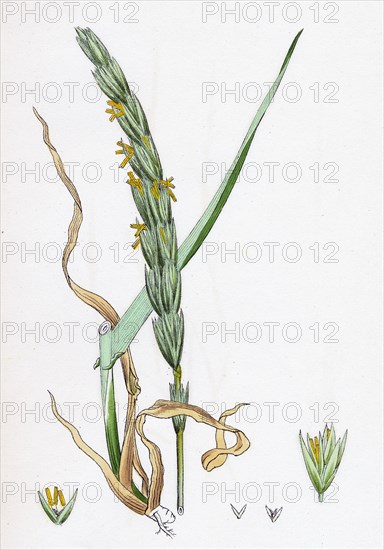 Elymus arenarius; Sand Lyme-grass