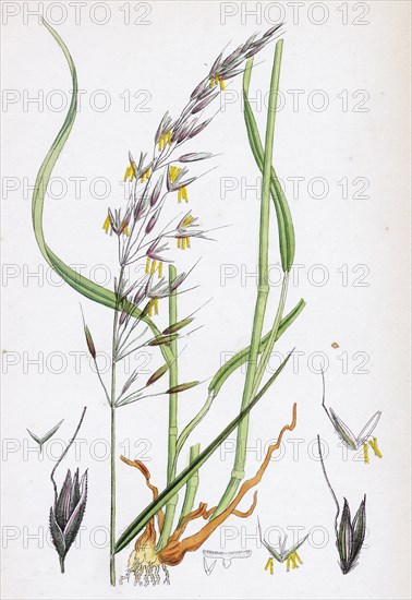 Avena elatior; False Oat-grass