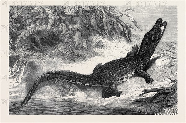 ALLIGATOR FROM SUMATRA, FOR THE BRIGHTON AQUARIUM, 1873