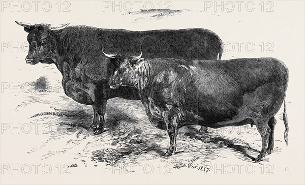 MEETING OF THE ROYAL AGRICULTURAL SOCIETY AT SALISBURY: DEVONS, NO. 176, FIRST PRIZE BULL, Ã‚Â£30, MR. JAMES DAVY (LEFT), NO. 201. FIRST PRIZE HEIFER, Ã‚Â£15, MR. EDWARD POPE (RIGHT)