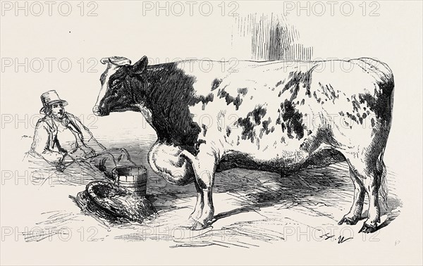 THE FIRST PRIZE SHORT HORN, CLASS 10, NO. 89, Ã‚Â£25; AND GOLD AND SILVER MEDALS, AS THE BEST STEER OR OX, AT THE SMITHFIELD CLUB CATTLE SHOW