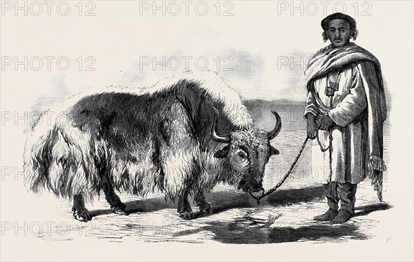 THE YAK, OR THIBET OX, FROM A DRAWING BY W. CARPENTER, JUN.