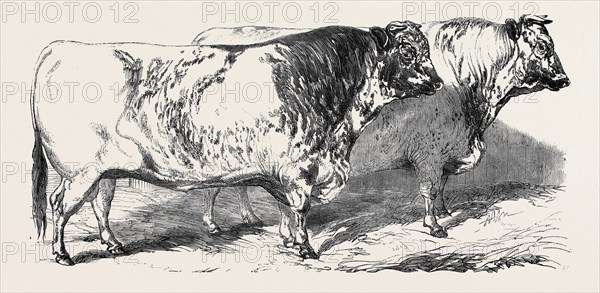 SHORT HORNS, CLASS 1, FIRST PRIZE, Ã‚Â£40; SHORT HORNS, CLASS 1, SECOND PRIZE, Ã‚Â£20; PRIZE CATTLE SHOW AT THE ROYAL AGRICULTURAL SOCIETY'S SHOW, AT WINDSOR