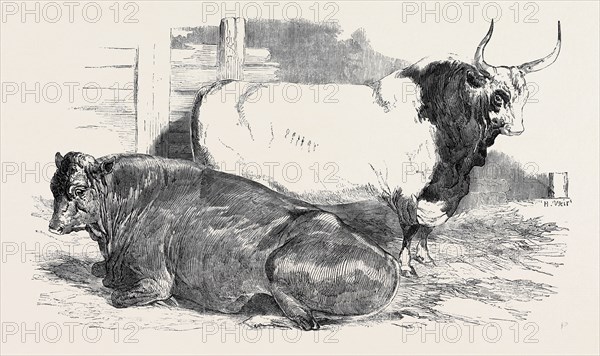 SCOTCH POLLED, CLASS 1, FIRST PRIZE, £10; PURE ITALIAN BULL; PRIZE CATTLE SHOW AT THE ROYAL AGRICULTURAL SOCIETY'S SHOW, AT WINDSOR