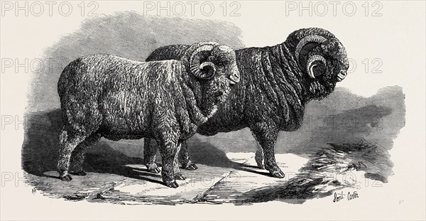 PURE SAXON MERINO RAMS, EXHIBITED AT BRESLAU, 1869