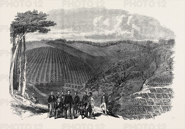 PERUVIAN BARK TREE PLANTATIONS IN THE NEILGHERRY HILLS, INDIA: SIR WILLIAM DENISON, GOVERNOR OF MADRAS, PLANTING THE FIRST TREE IN A NEW PLANTATION, 1862