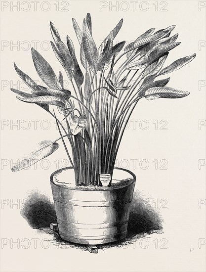 STRELITZIA REGINAE, IN FLOWER, AT KEW GARDENS