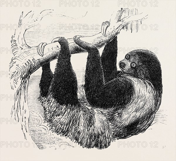 SLOTH AT THE ZOOLOGICAL GARDENS, REGENT'S PARK