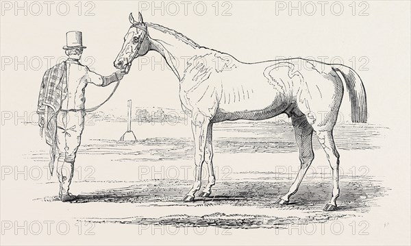 COLONEL PEEL'S "ORLANDO," THE WINNER OF THE DERBY. DRAWN BY J.F. HERRING, SEN., ESQ.