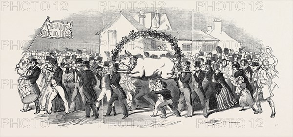 PROCESSION OF THE OX, AT BUCKINGHAM