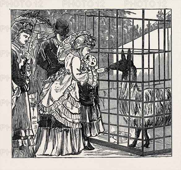 SKETCHES IN THE INTERNATIONAL EXHIBITION: THE LLAMA, 1871