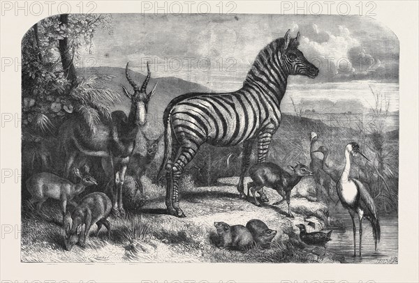 GROUP OF ANIMALS LATELY RECEIVED AT THE GARDENS OF THE ZOOLOGICAL SOCIETY, REGENT'S PARK; STEINBOK, CRYSBOK, BLESSBOK, REHBOK, BURCHELL'S ZEBRA, CAPE HYRAX, PHILANTOMBA, ISLAND HEN, STANLEY CRANE, CARUNCULATED CRANE