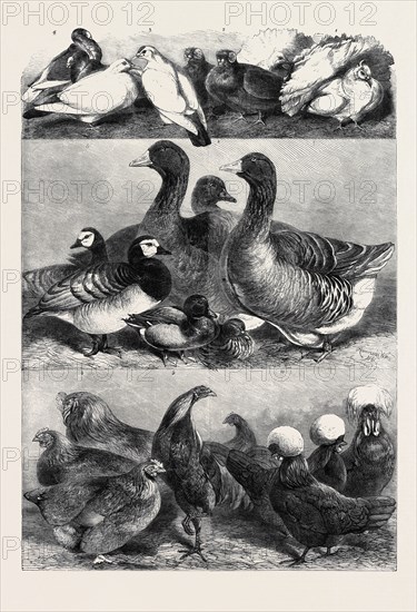 PRIZE POULTRY AND PIGEONS AT THE BIRMINGHAM EXHIBITION, DRAWN BY HARRISON WEIR