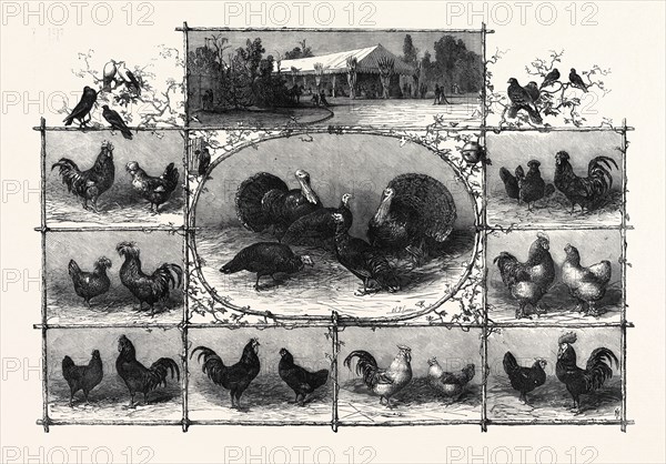 EXHIBITION OF POULTRY AT THE JARDIN D'ACCLIMATATION, PARIS, 1868