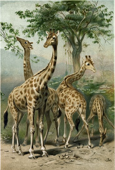 SOUTH AFRICAN GIRAFFES