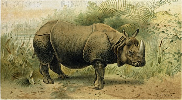 INDIAN RHINOCEROS.