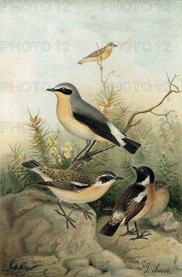 WHEATEAR, STONECHAT AND WHINCHAT