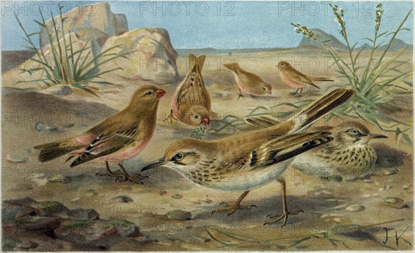 DESERT FINCH AND DESERT LARK.