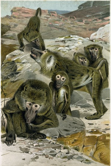 BABOONS