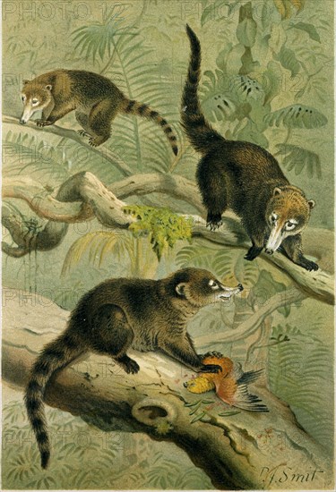 WHITE-NOSED COATI