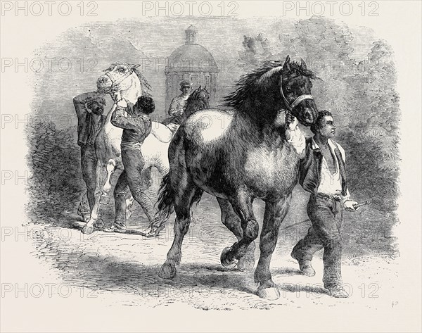 The Horse Fair