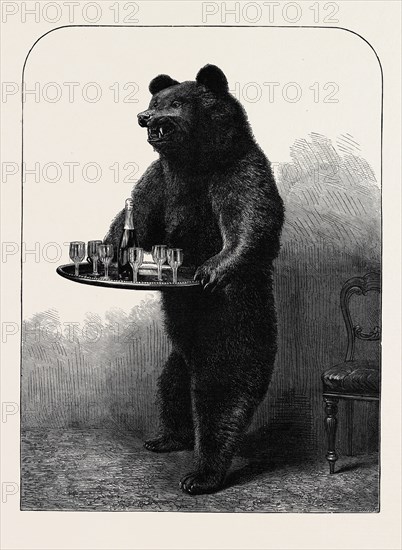 "A DUMB WAITER" BEAR SHOT BY LORD SUFFIELD IN RUSSIA DURING THE MARRIAGE FESTIVITIES OF THE DUKE OF EDINBURGH