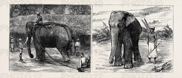 ELEPHANT HUNTING IN CEYLON: LEFT IMAGE: A TAME ELEPHANT DRAGGING TIMBER, RIGHT IMAGE: A SACRED ELEPHANT AND HIS KEEPER