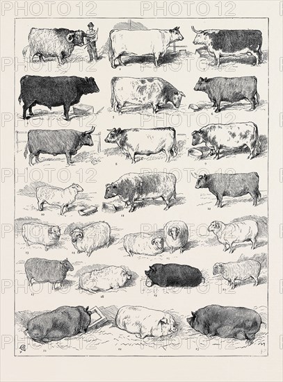 THE CATTLE SHOW AT ISLINGTON, SOME OF THE PRIZE WINNERS: 
1. (127) Scotch Highland Breed, 1st Prize. 2. (170) Extra-Stock Shorthorn, 1st Prize. 3. (42) Hereford Steer, 1st Prize. 4. (137) Scotch Polled Breed, 1st Prize. 5. (65) Short-horned Steer, 1st Prize. 6. (122) Norfolk or Suffolk Polled Breed, 1st Prize. 7. (91) Sussex Breed, 1st Prize. 8. (156) Cross or Mixed Bred Steers or Oxen, 1st Prize. 9. (81) Short-horned Heifer, 1st Prize. 10. (209) Fat Wether, Kentish or Romney Marsh Breed, 1st Prize. 11. (86) Short-horned Cow, 1st Prize. 12. (5) Devon Steer, 1st Prize. 13. (321) Fat Wether, White-faced Mountain Breed, 1st Prize. 14. (326) Fat Wether, Black-faced Mountain Breed. 15. (320) Pair of Fat Ewes, Dorset Breed. 16. (315) Fat Wether, Dorset Breed, 1st Prize. 17. (304) Fat Wether, Oxfordshire Breed. 18. (352) Prince Albert's Windsor Breed (White), 1st Prize, 19. (369) Black Breed, 1st Prize. 20. (335) Extra Stock, Oxfordshire Down Breed. 21. (395) Extra Stock, Small Black Breed, ...