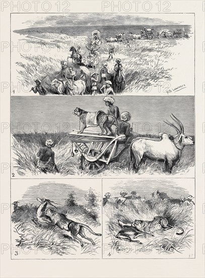 INDIA, HUNTING BLACK BUCK WITH THE CHEETAH IN BARODA: 1. The Start; 2. The Find; 3. The Spring; 4. The Death.