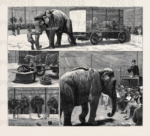THE SALE BY AUCTION OF MYERS' "GREAT AMERICAN CIRCUS AND HIPPODROME": 1. Dragging the Lions into the Arena; 2. The Feeding of the Lions; 3. "Any Advance upon 1000 Guineas for the Four Gentlemen?; 4. Knocking Down "Blind Bill."
