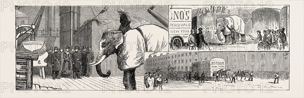 MR. BARNUM'S WHITE BURMESE ELEPHANT "TOUNG TALOUNG": 1. The Arrival of the "Tenasserim" at Liverpool: The Elephant Going on Shore. 2. The Arrival at Euston Station. 3. Taking the Elephant from Euston Station to the Zoological Gardens.