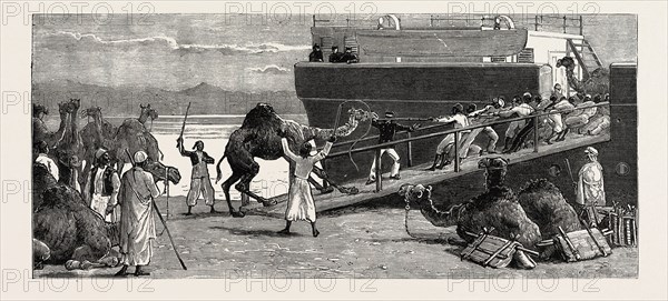 THE REBELLION IN THE SOUDAN (SUDAN): SHIPPING CAMELS AT SUEZ FOR SUAKIM
