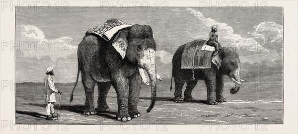 THE GREAT ELEPHANT CONTROVERSY, AN ELEPHANT BELONGING TO THE RAJAH OF PUTTIALA PRECISELY SIMILAR TO MR. BARNUM'S ELEPHANT AT THE ZOOLOGICAL GARDENS