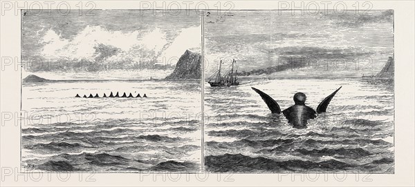 THE SEA SERPENT IN THE MEDITERRANEAN, A SKETCH FROM H.M. YACHT "OSBORNE" OFF THE NORTH COAST OF SICILY ON THE SECOND OF JUNE; 1. The Row of Fins as seen at First; 2. The Head and Flappers; The head was bullet-shaped, and quite 6 feet thick, the neck narrow, and its head was occasionally thrown back out of the water, remaining there for a few seconds at a time. It was very broad across the back or shoulders, about 15 or 20 feet, and the flappers appeared to have a semi-revolving motion, which seemed to paddle the monster along. They were about 15 feet in length.