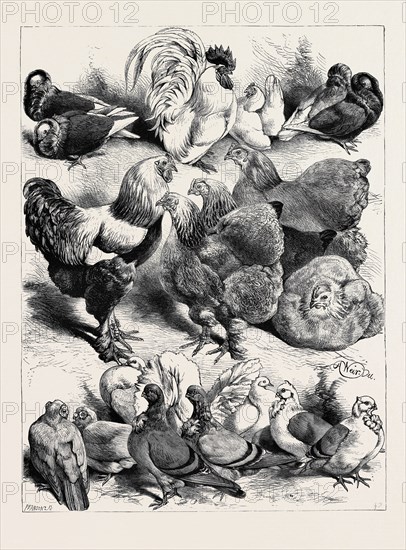 PRIZE BIRDS, CRYSTAL PALACE POULTRY SHOW, 1870