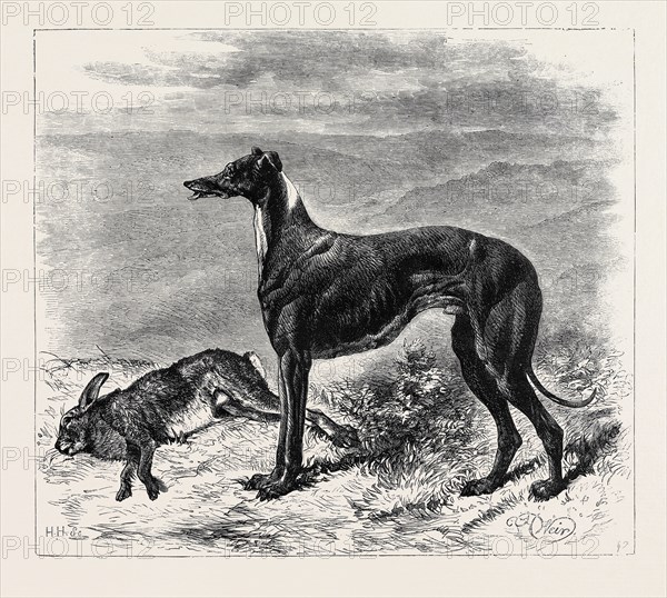 COURSING: MASTER M'GRATH, 1870