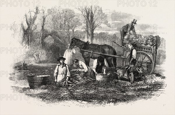 GATHERING, WASHING, BUNCHING, AND CARTING CARROTS FOR THE LONDON MARKET, UK