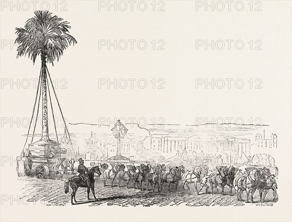 REMOVAL OF A GIGANTIC PALM-TREE FROM MESSRS. LODDIGES', AT HACKNEY, TO THE CRYSTAL PALACE, 1854, LONDON, UK