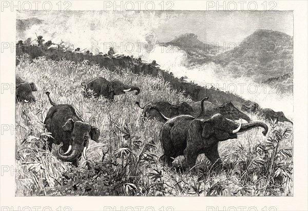 AN ELEPHANT KRAAL ARRANGED FOR THE CZAREVITCH, NEAR COLOMBO, CEYLON (SRI LANKA): BEATERS KEEPING THE WILD ELEPHANTS BACK FROM ENTERING THE KRAAL.